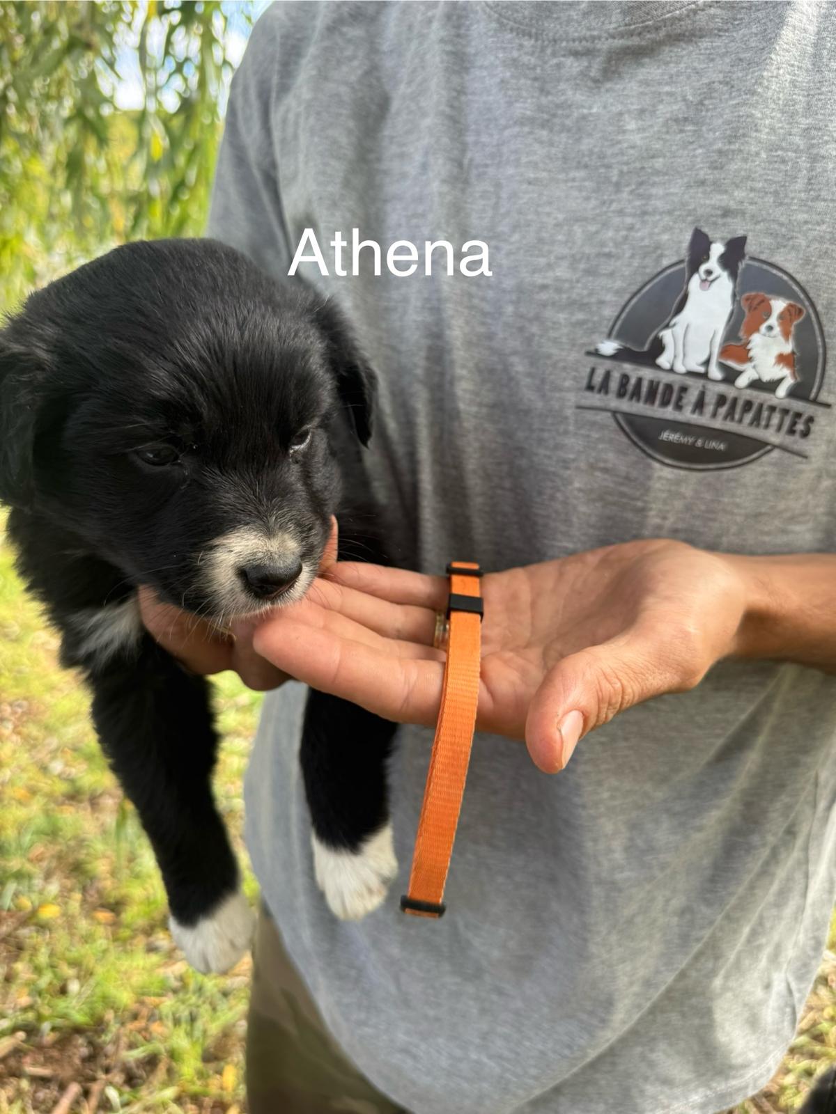 Athena