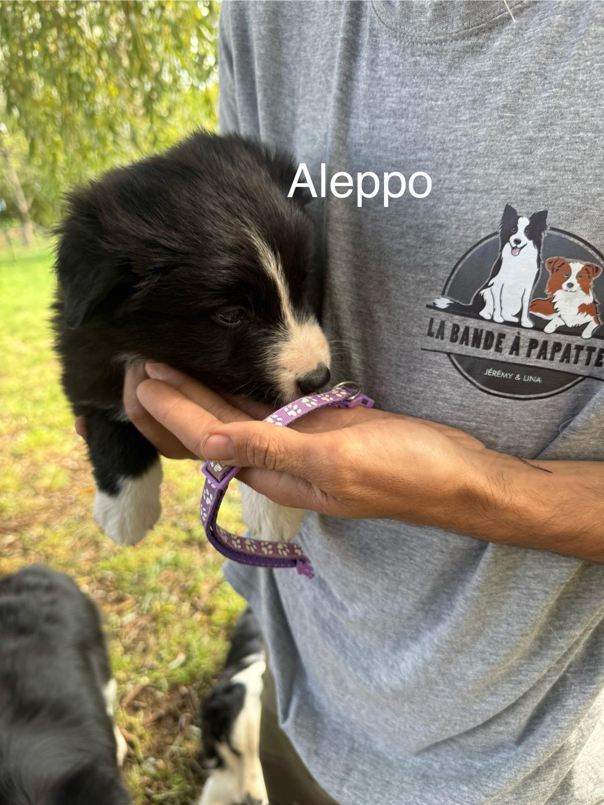 Aleppo