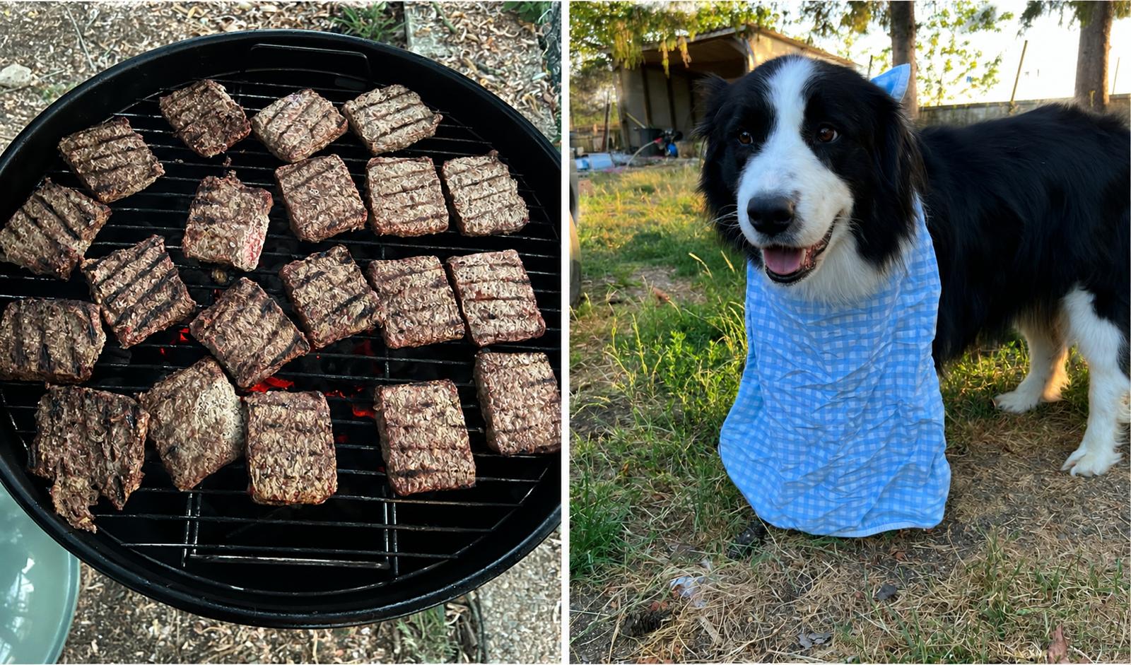 Les Border Collies de La Bande à Papattes dans leur vie quotidienne en 2026