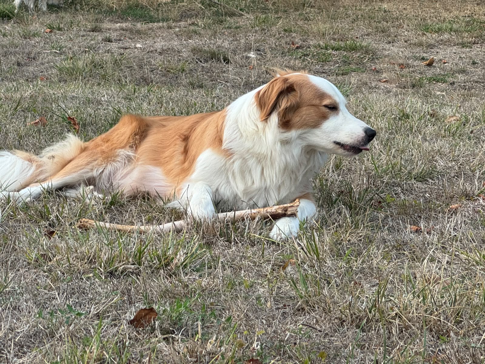 Asuna, chienne de type Border Collie de La Bande à Papattes