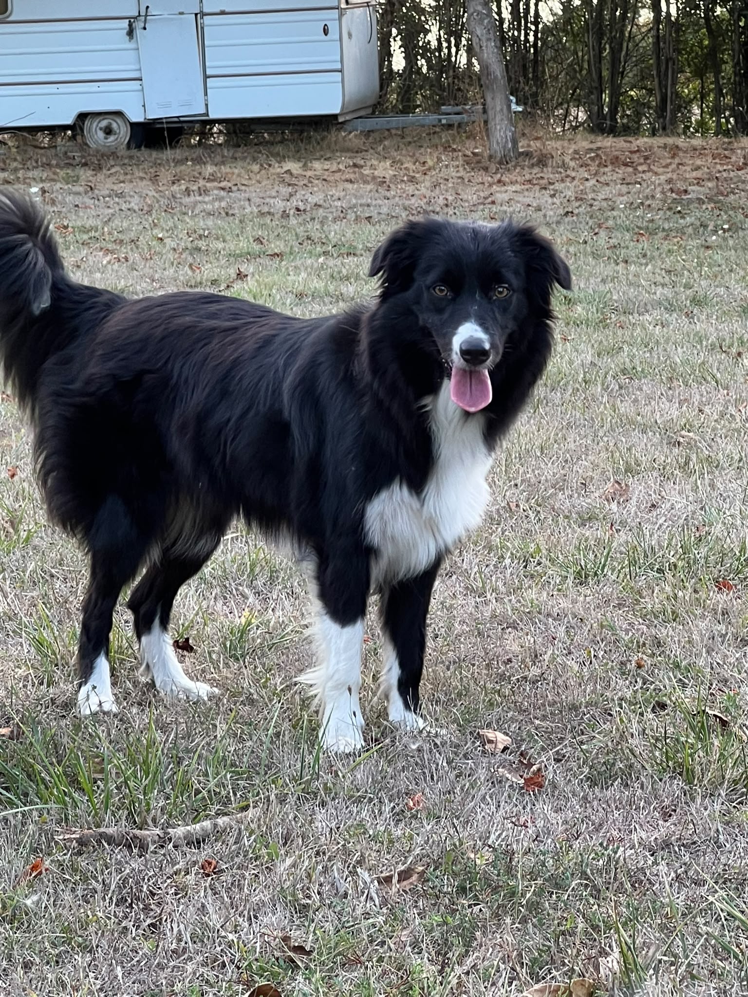 Veli, jeune Border Collie de La Bande à Papattes