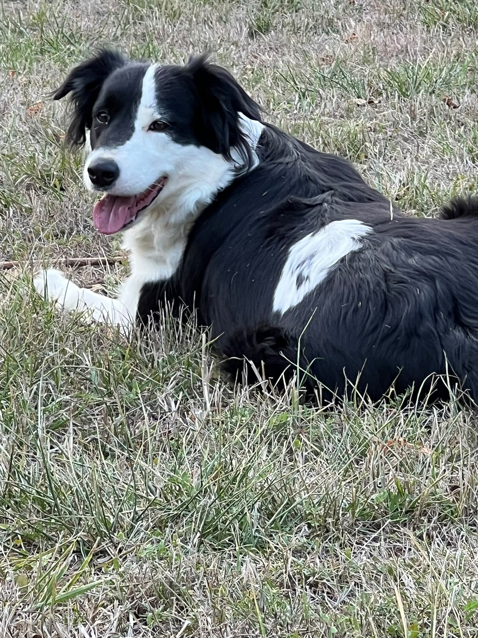 Aoi, chienne de type Border Collie de La Bande à Papattes