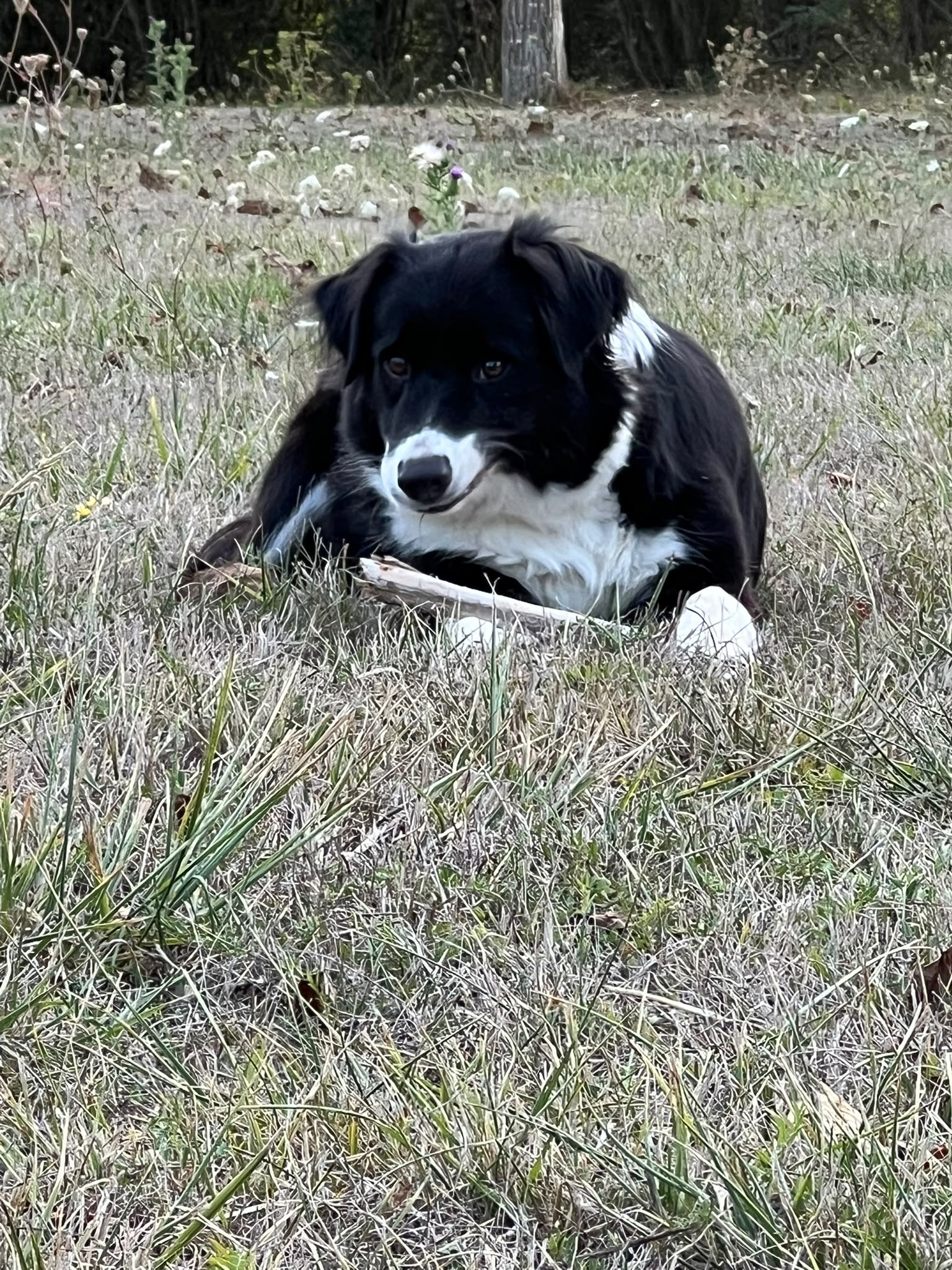 Tenshi, chienne douce de La Bande à Papattes