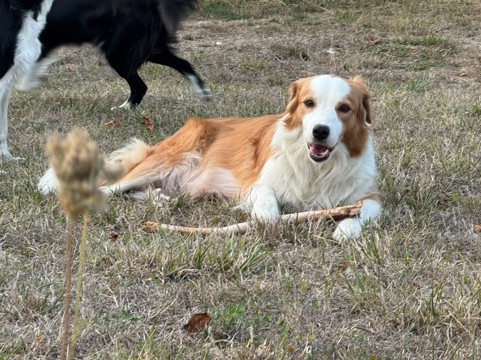 Portrait d’Asuna, chienne fondatrice de La Bande à Papattes